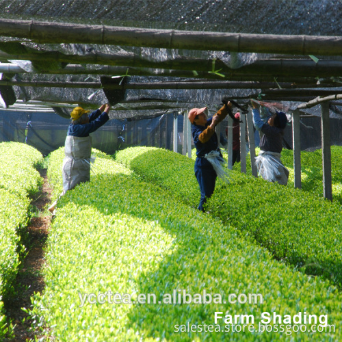 Organic Top Quality Pure Matcha Green Tea Powder